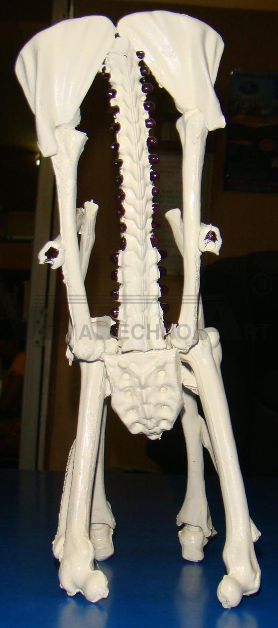 Chair Osteoporesis